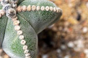 a fofo tufos e branco ponto em a lobo do astrophytum miriostigma cacto foto