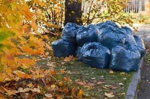 ampla Preto plástico bolsas com caído folhas para levar Fora . Outubro, outono. levando Cuidado do natureza. limpeza, orgânico fertilizantes foto