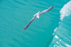 uma gaivota vôo sozinho em a oceano ondas. a adorável branco gaivota com cinzento asas e amarelo bico em pé contra borrado fundo do natureza dentro dia foto