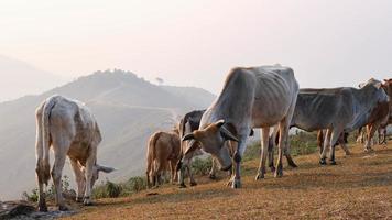 rebanho do vacas dentro verão Prado em montanha fundo. rebanho do branco e Castanho vacas pastar em a outono manhã dentro uma montanha pasto. foto