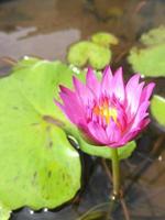 a Rosa lótus flor dentro a lagoa é florescendo dentro a manhã. foto