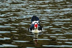 pato no lago foto