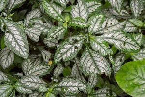 textura e superfície do verde folha selvagem plantar em a tropical floresta. foto é adequado para usar para natureza fundo, botânico poster e natureza conteúdo meios de comunicação.