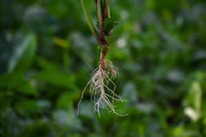 toque raiz sistema do uma plantar foto