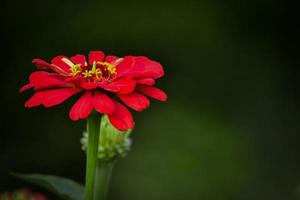 vermelho zínia flor é blooming.zinnia flor.vermelho zínia, comum zínia foto