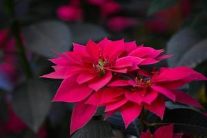 uma fechar acima do Rosa e vermelho poinsétia flores foto