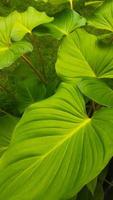 homalomena é classificado Como uma floresta plantar este pode estar cultivado Como a ornamental plantar, com largo, lindo verde folhas foto