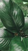 folhas do espatifilo cannifolium, abstrato verde Sombrio textura, natureza fundo, tropical folha foto