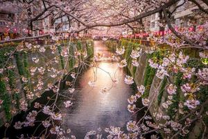 flor de cerejeira no canal meguro em tokyo, japão foto