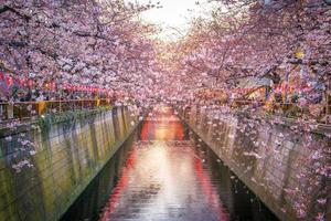 flor de cerejeira no canal meguro em tokyo, japão foto