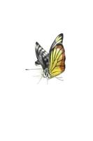borboletas monarca em laranja e muitas cores são naturalmente bonitas em fundo branco. foto