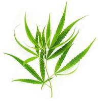 folhas verdes de cannabis com garrafa de vidro de reflexão de óleo de cannabis isolada no fundo branco. cânhamo maconha. foto