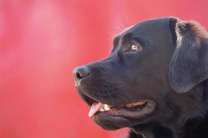 perfil do uma Preto labrador. cachorro em uma vermelho fundo. animal, animal. foto