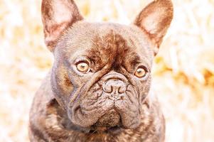 fechar-se retrato do uma francês buldogue cachorro. uma jovem cachorro em uma ensolarado dia. foto