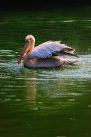 vertical Visão do ótimo branco pelicano natação, tomando banho dentro uma jardim zoológico foto