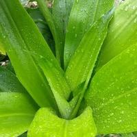 Pandan folhas preenchidas com manhã orvalho foto