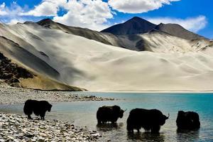 alpino iaques bebendo água dentro a baisha lago do bulunkou reservatório dentro sulista Xinjiang foto