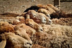 gado esperando para comércio dentro a gado e ovelha bazar dentro Xinjiang foto