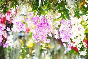 tropical plantar lindo orquídea Rosa e roxa flor dentro a Primavera verão jardim natureza borrão floral fundo foto