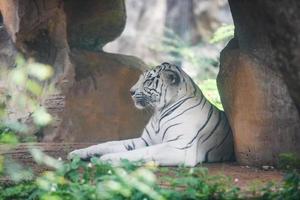 branco tigre deitado em terra dentro Fazenda jardim zoológico dentro a nacional parque Bengala tigre foto