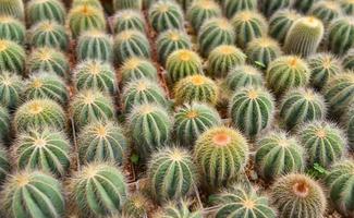 cacto dentro panelas dentro a jardim berçário cacto Fazenda agricultura estufa foto