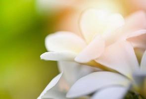 plumeria flor ou frangipani flor plantar dentro a jardim verão foto