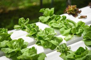 butterhead alface crescendo dentro estufa vegetal hidropônico sistema Fazenda plantas em água sem solo agricultura orgânico foto