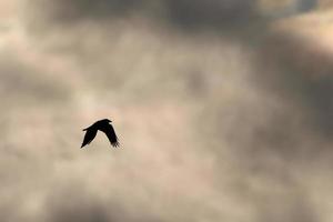 vôo pássaros em uma tormentoso clima e Sombrio nuvens foto