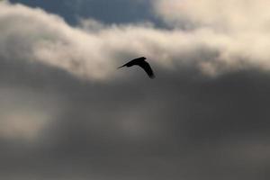 vôo pássaros em uma tormentoso clima e Sombrio nuvens foto