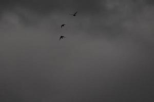 vôo pássaros em uma tormentoso clima e Sombrio nuvens foto