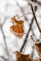 folhas de inverno cobertas de neve e geadas foto