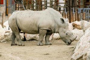 rinoceronte branco no zoológico foto