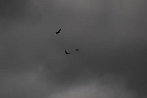 vôo pássaros em uma tormentoso clima e Sombrio nuvens foto