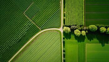 generativo ai, Fazenda paisagem, agrícola Campos, lindo interior, país estrada. natureza ilustração, fotorrealista topo Visão drone, horizontal bandeira. foto