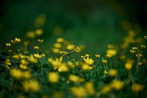 gramado com verde Relva e amarelo flores chistyak Primavera ou botão de ouro primavera, macro foto