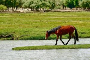 alar nacional pantanal parque é cercado de Alto montanhas foto