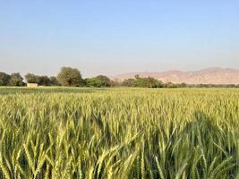 verde trigo campo assobiar, trigo Farelo Campos e trigo dentro uma Vila foto