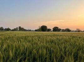 verde trigo campo assobiar, trigo Farelo Campos e trigo dentro uma Vila foto