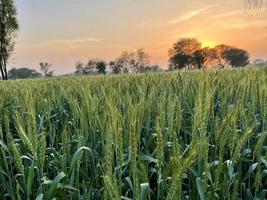 verde trigo campo assobiar, trigo Farelo Campos e trigo dentro uma Vila foto