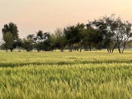 verde trigo campo assobiar, trigo Farelo Campos e trigo dentro uma Vila foto