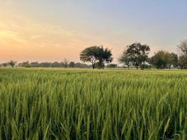 verde trigo campo assobiar, trigo Farelo Campos e trigo dentro uma Vila foto