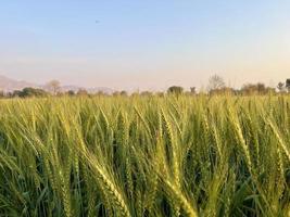 verde trigo campo assobiar, trigo Farelo Campos e trigo dentro uma Vila foto