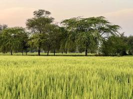 verde trigo campo assobiar, trigo Farelo Campos e trigo dentro uma Vila foto