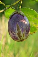 orgânico plantas, roxa Berinjela fruta vegetais, natural saudável Vitamina alimentos foto