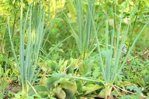 agrícola plantas, vegetais, cebolas, cebolinha, aromatizante para especial Comida pratos foto