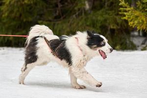 corrida de esporte de cão skijoring foto