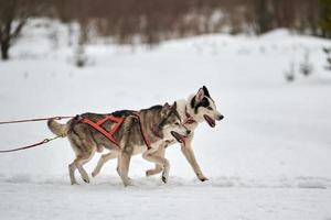 correndo cão husky na corrida de cães de trenó foto