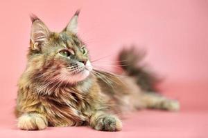 gato maine coon, cor de pelagem tartaruga. foto