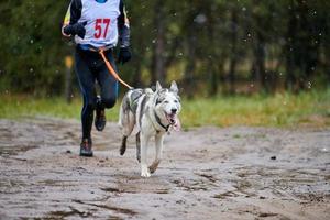 corrida de mushing de cães canicross foto