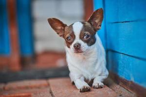 filhote de chihuahua, cachorrinho perto da varanda da casa foto